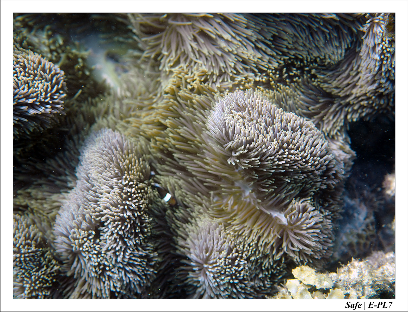 2018 - 08 - Pulau Tinggi - 13